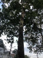 Platanus occidentalis