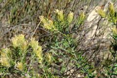 Phylica plumosa