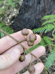 Eucalyptus baileyana