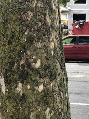 Platanus occidentalis