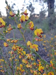 Bossiaea rhombifolia