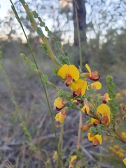 Bossiaea rhombifolia