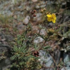 Dasiphora parvifolia