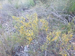 Bossiaea rhombifolia