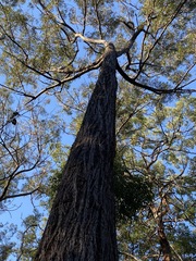 Eucalyptus baileyana