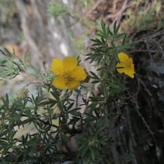 Dasiphora parvifolia