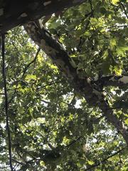 Platanus occidentalis