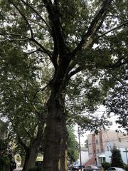 Platanus occidentalis