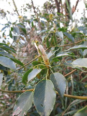 Trochodendron aralioides