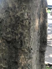 Platanus occidentalis