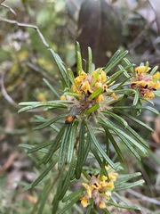Pultenaea petiolaris