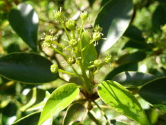 Trochodendron aralioides