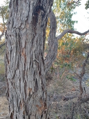 Angophora robur