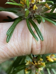 Pultenaea petiolaris