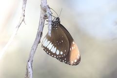Euploea eichhorni