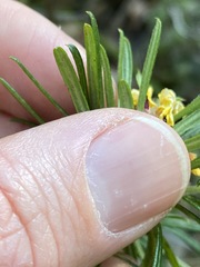 Pultenaea petiolaris
