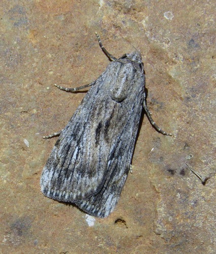 Hypotacha retracta