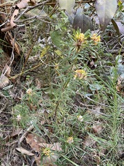 Pultenaea petiolaris