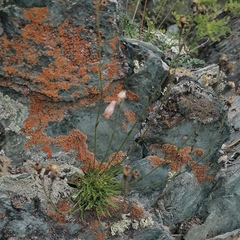 Silene turgida