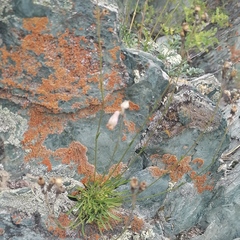 Silene turgida