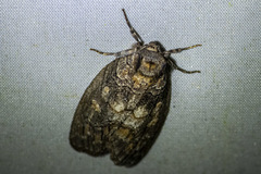 Discophlebia celaena