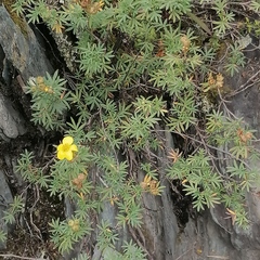 Dasiphora parvifolia