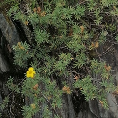 Dasiphora parvifolia