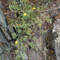 Dasiphora parvifolia