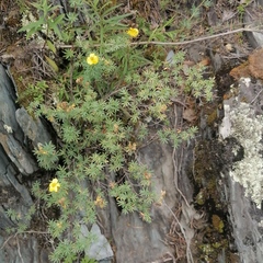 Dasiphora parvifolia