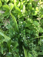 Trigonotis peduncularis