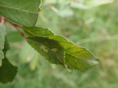 Agonopterix ocellana