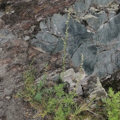 Artemisia tanacetifolia