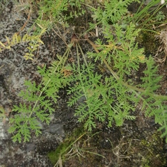 Artemisia tanacetifolia