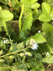 Trigonotis peduncularis