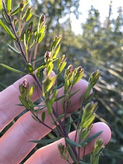 Comesperma hispidulum