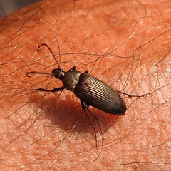 Capnochroa fuliginosa
