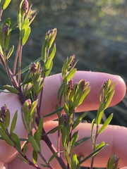 Comesperma hispidulum