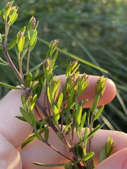 Comesperma hispidulum