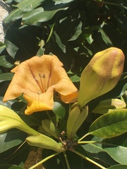 Solandra
