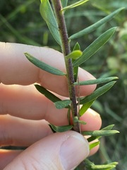 Comesperma hispidulum