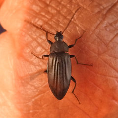 Capnochroa fuliginosa