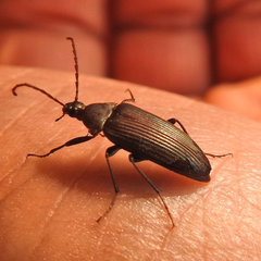 Capnochroa fuliginosa