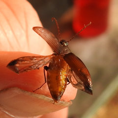 Capnochroa fuliginosa