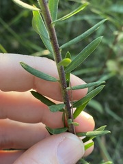 Comesperma hispidulum