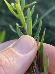 Comesperma hispidulum