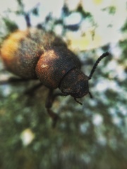 Phymatiotris quadricollis