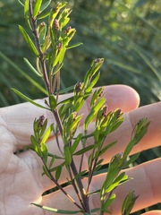 Comesperma hispidulum
