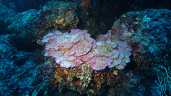 Mesophyllum expansum