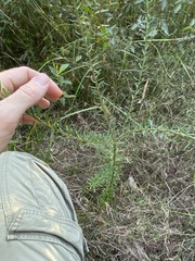 Comesperma hispidulum
