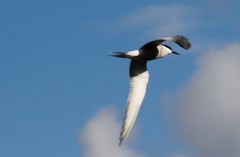 Sterna hirundo longipennis